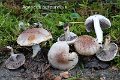 Agaricus purpurellus-amf126-1
